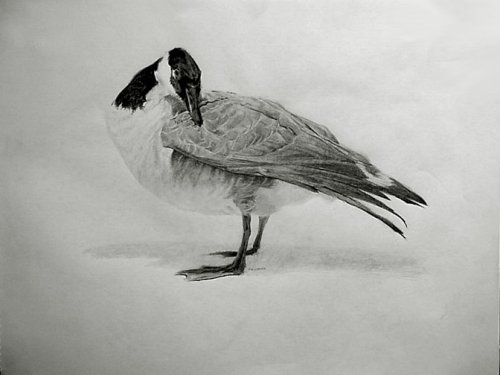 canada goose at a retail crossroads canada goose at a retail crossroads